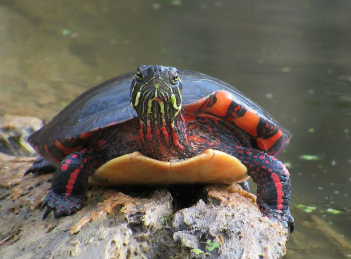 Midland Painted Turtle